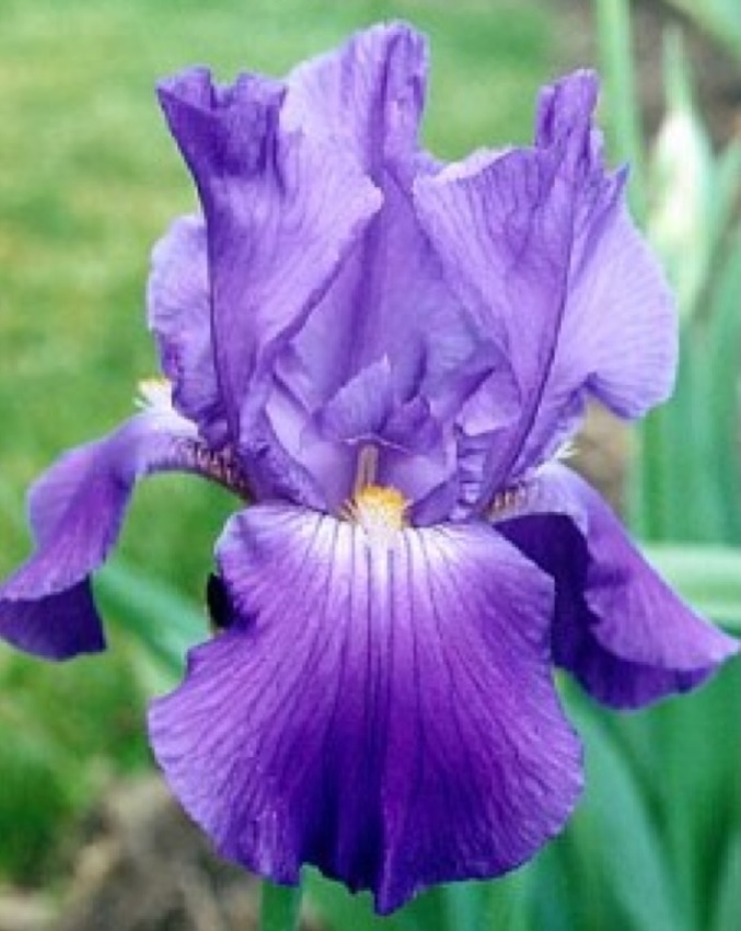 A finished All Seasons Edens garden